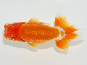 紫錦会 脇行司一　菅原康夫　池上