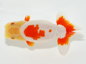 紫錦会 脇行司二　白石友太朗　蒲田