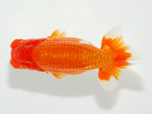 紫錦会　西大関　足立正利　品川