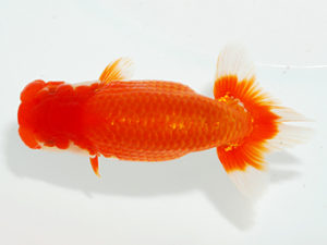 紫錦会　立行司　物部光宏　三崎