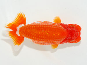 紫錦会　取締二　小山武司　川口