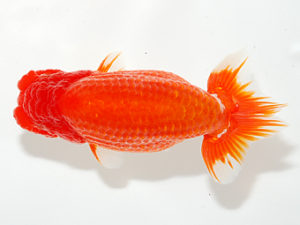 紫錦会 東関脇　足立正利　品川