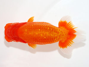 紫錦会 西関脇　物部光宏　三崎