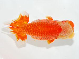 紫錦会 東小結　奥村　剛　久々原