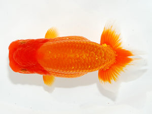 紫錦会 西小結　小串章生　横浜