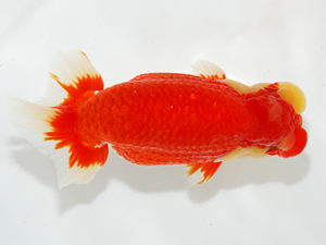 紫錦会　西大関　奥村　剛　久々原