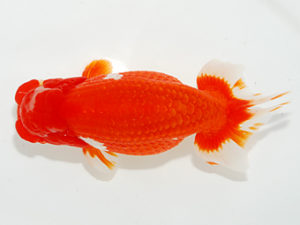 紫錦会　立行司　小串章生　横浜