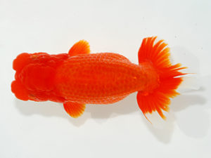 紫錦会　取締二　物部光宏　三崎