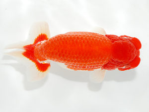 紫錦会　東大関　物部光宏　三崎