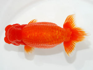 紫錦会　西大関　浅尾富夫　鎌倉