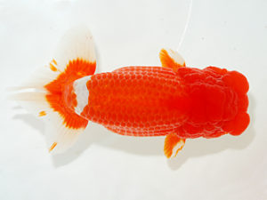 紫錦会　立行司　物部光宏　三崎