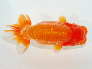 紫錦会　取締一　高橋伸基　糀谷