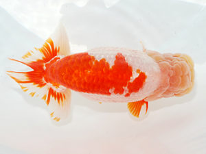 紫錦会　取締二　菅原康夫　池上