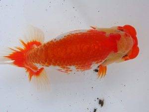 志摩紅鱗会　東大関　樋口直也　伊勢市