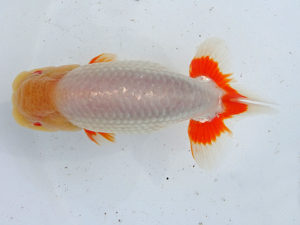 志摩紅鱗会　西大関　林　万貴　志摩市