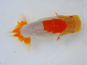 志摩紅鱗会　取締二　川口　武　志摩市