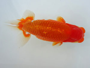 志摩紅鱗会　東大関　小河　孝　志摩市