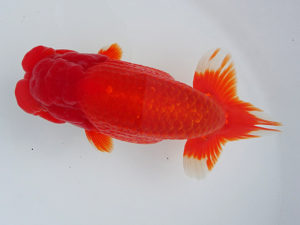 志摩紅鱗会　西大関　大田恒男　志摩市