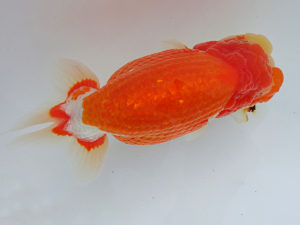 志摩紅鱗会　立行司　林　万貴　志摩市