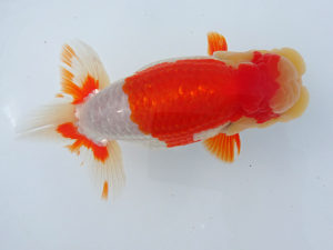 志摩紅鱗会　取締一　浅原博正　志摩市