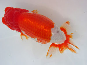 志摩紅鱗会　取締二　小倉　覚　度会郡