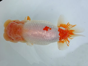 志摩紅鱗会　東大関　小倉　覚　度会郡