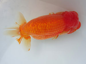 志摩紅鱗会　西大関　大田恒男　志摩市