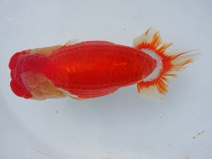 志摩紅鱗会　立行司　田辺健一　志摩市