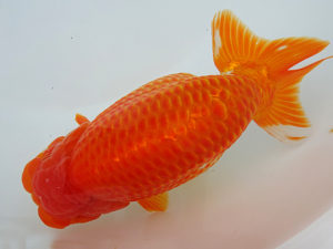 志摩紅鱗会　取締一　山下慎也　鳥羽市