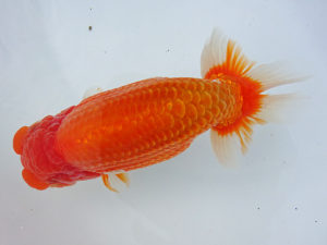 志摩紅鱗会　取締二　大河内正行　津市