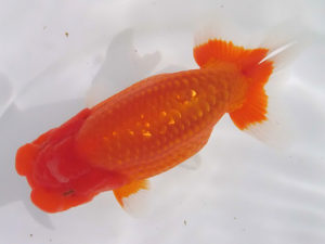 玉野錦鱗会　一席　仁子正道　玉野市