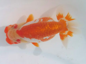 玉野錦鱗会 五席　岩下孝広　尾道市