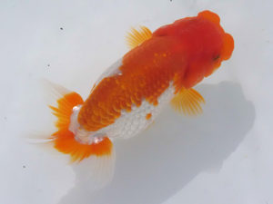 玉野錦鱗会　六席　田中茂規　玉野市