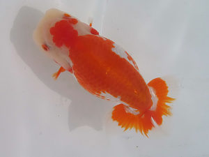 玉野錦鱗会 一席　鈴木義信　倉敷市