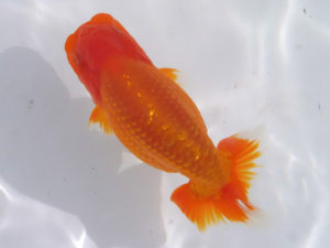 玉野錦鱗会 二席　小方寛治　玉野市