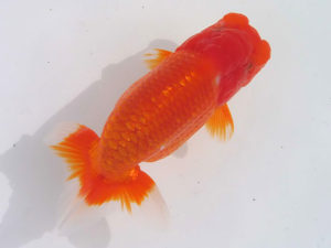 玉野錦鱗会 三席　大熊正人　倉敷市