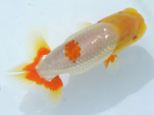 玉野錦鱗会 四席　庄司和資　真庭市