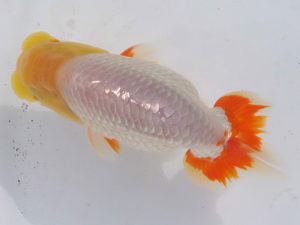 玉野錦鱗会 五席　玉川員登　庄原市