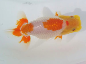 玉野錦鱗会　二席　高尾昌幸　倉敷市