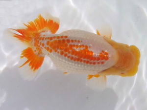 玉野錦鱗会　三席　上野　博　高田市