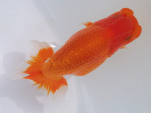 玉野錦鱗会　五席　大原　正　倉敷市