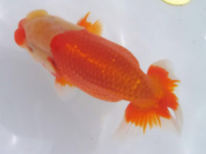 玉野錦鱗会 二席　武田悦男　福山市