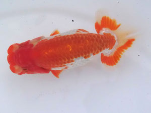 玉野錦鱗会 三席　岸　謙二　岡山市