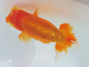 玉野錦鱗会 四席　胡本佳孝　玉野市