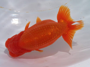 玉野錦鱗会　一席　谷口　弘　玉野市