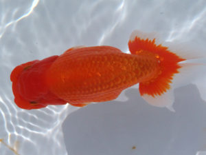 玉野錦鱗会　二席　渡辺定夫　岡山市