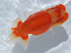 玉野錦鱗会　四席　中田　衛　呉市