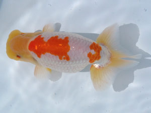 玉野錦鱗会　五席　清水正雄　玖珂郡