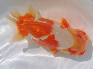 玉野錦鱗会　一席　小方寛治　玉野市