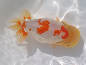 玉野錦鱗会　三席　玉川員登　庄原市